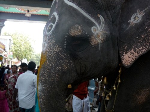 Blessed_by_a_she_elephant