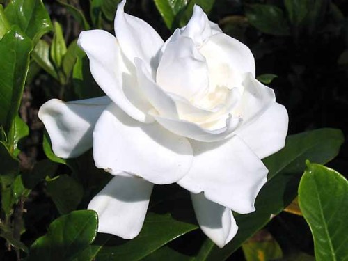 Gardenia-beauty