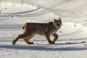 32- Lynx (Alain Blanchette)